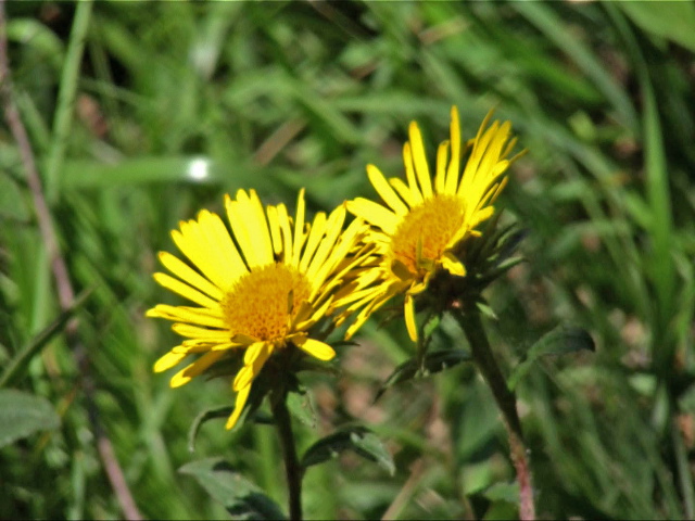 Campanula trachelium e Inula hirta